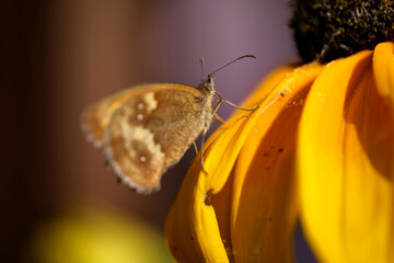 Brown butterfly on a yellow flower.  Gatekeeper and Rudbeckia flower. Selective focus. 