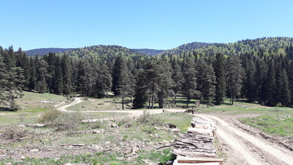 landscape from forest