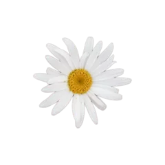 Selbstklebende Fototapeten daisy isolated on white background © Metaverse