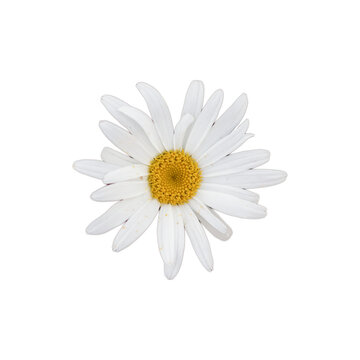Fototapeta daisy isolated on white background