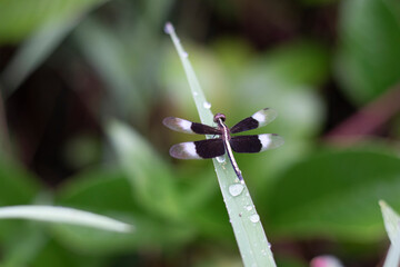 black dragonfly on the grass