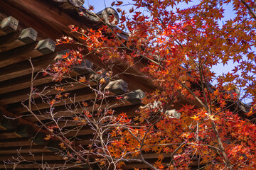 秋の伊豆修善寺、修禅寺境内の鐘楼とモミジ