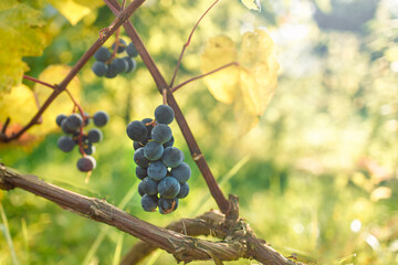 Close-up of vine plant with green leaves and dark blue ripening grape clusters lit by bright sun on blurred colorful bokeh background. 