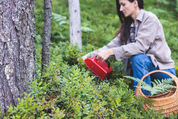 Process of picking and harvesting berries in the forest of Scandinavia, harvested berries, girl...