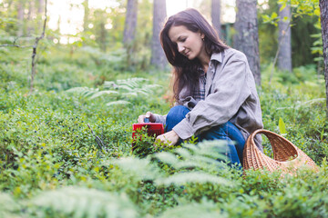 Process of picking and harvesting berries in the forest of Scandinavia, harvested berries, girl picking blueberry, bilberry, cranberry, strawberry lingonberry, cloudberry,  and others