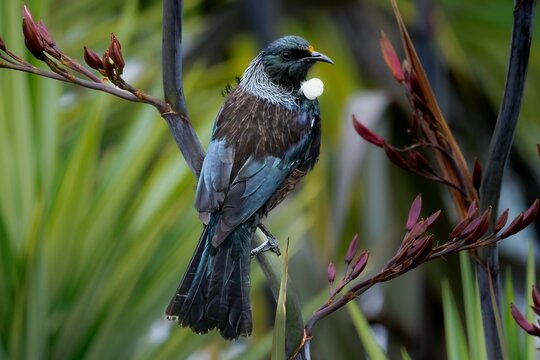 Selective focus shot of tui (prosthemadera novaeseelandiae)