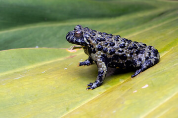 Fire belly toad closeup face on green leaves, animal closeup, Bombina orientalis closeup