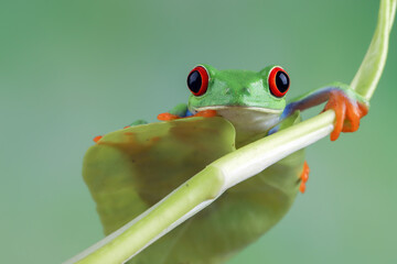Naklejka premium Red-eyed tree frog sitting on green leaves, red-eyed tree frog (Agalychnis callidryas) closeup