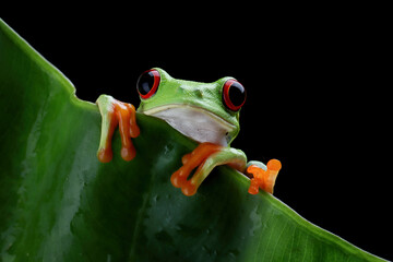 Red-eyed tree frog sitting on green leaves, red-eyed tree frog (Agalychnis callidryas) closeup