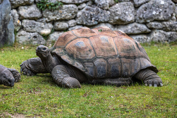 Aldabra giant tortoise, Curieuse Marine National Park, Curieuse, Seychelles