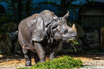 Fototapeta premium The Indian Rhinoceros, Rhinoceros unicornis aka Greater One-horned Rhinoceros