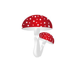 Two beautiful fly agaric. Toadstool on white background. Creative botanical greeting card. Autumn mushroom backdrop.