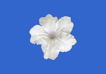 Fototapeta na wymiar Isolated white ruellia flower with clipping paths.