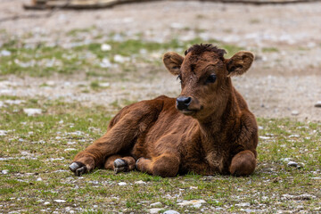 Young baby Heck cattle, Bos primigenius taurus or aurochs in a German park