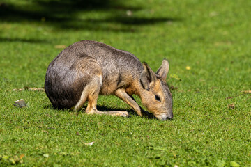 Patagonian Mara, Dolichotis patagonum are large relatives of guinea pigs