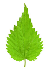 Isolated green nettle leaf. PNG file with transparent background.
