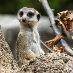 Meerkat, Suricata suricatta sitting on a stone and looking into the distance