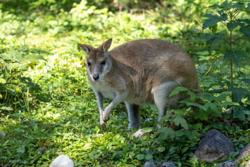 The agile wallaby, Macropus agilis also known as the sandy wallaby