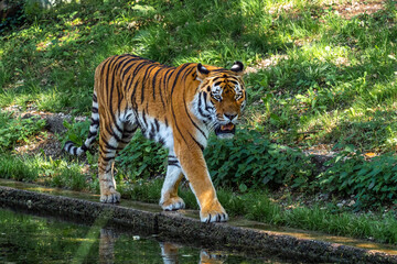 The Siberian tiger,Panthera tigris altaica in a park