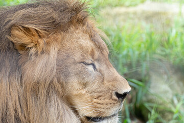 Fototapeta na wymiar 眠るライオン