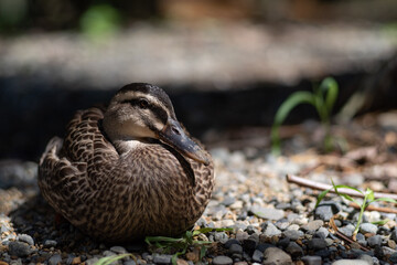 丸まるカルガモ
