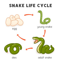 snake life cycle diagram chart in science subject kawaii doodle vector cartoon