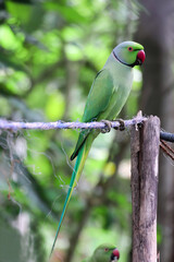 green parrot sri lanka 