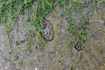 Knotgrass stems on wet old concrete surface during a rain