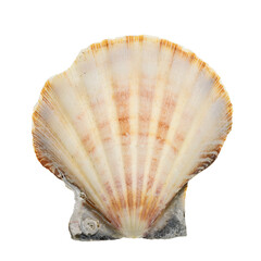 Isolated half seashell. PNG file with transparent background.