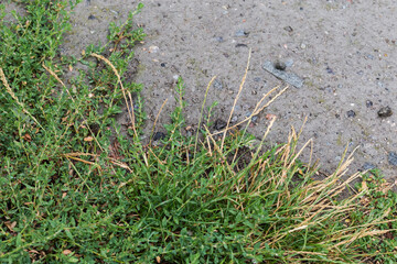 Knotgrass and other grass next the wet old concrete surface