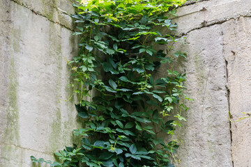 Old concrete retaining wall overgrown with hanging maiden grapes - obrazy, fototapety, plakaty