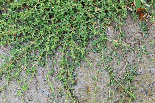 Knotgrass stems on wet old concrete surface during a rain