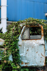 Old, cracked broken rusty abandoned car truck, with an open door, overgrown with foliage, green ivy...