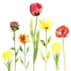 watercolor drawing green grass and wild flowers at white background, hand drawn illustration