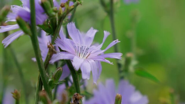 Chicory blue flower blooming in nature, floral background. Selective focus