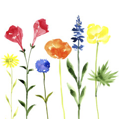 Obraz premium watercolor drawing green grass and wild flowers at white background, hand drawn illustration