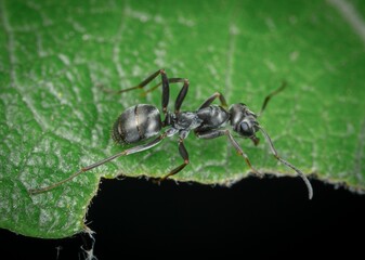 The little black ant gets its common name from its very small size and black coloration. Colonies...