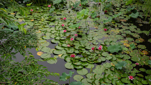 Lotus Leaves And Lotus Flowers Spread Out In The Pond
