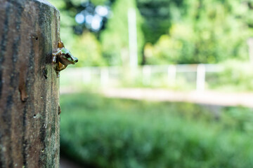 緑の中で座る日本の夏の緑色の小さいカエル
