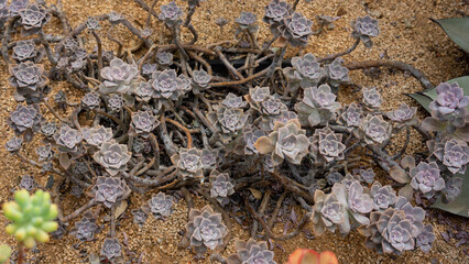 여러 줄기로 뻗은 연화바위솔