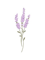 Obraz premium Lavender illustration isolated on white background. flower sketch hand drawn isolated. use for logo, for tattoo, for design of labels or print cards, stickers, badges and invitations