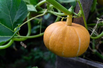 Pumpkin on a branch. Vegetable background macro texture copyspace. Good quality photos