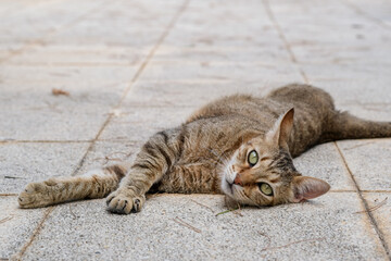 Stray cat rests on the street. Homeless pet laying on the pavement. Cat kicked out of the house. Pet is outdoors.