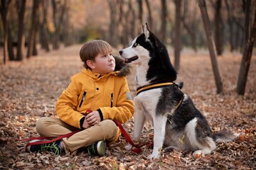 Very smiling young European boy seven years old in the brown pants and yellow jacket is sitting on the ground with the husky dog in the autumn park © Marina Seagull