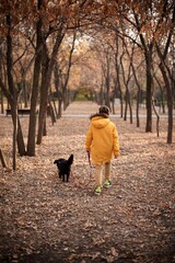 Fototapeta premium Rear view of a young European boy seven years old in the brown pants and white sweater is walking the small black dog in the autumn park