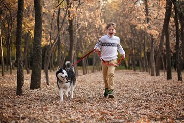 Naklejka na ściany i meble Young boy in the warm white sweater is walking the beautiful husky dog in the autumn park