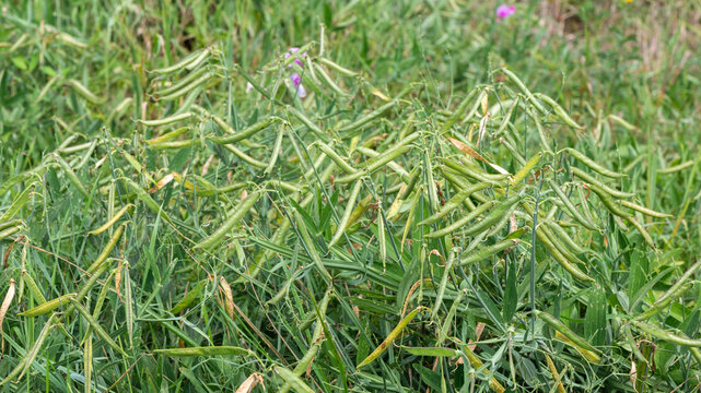 Lathyrus sylvestris - Flat pea - Gesse des bois - Gesse sauvage