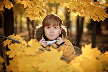 Very smiling boy seven years old in the yellow jacket is standing in the autumn park behind the yellow maple leaves