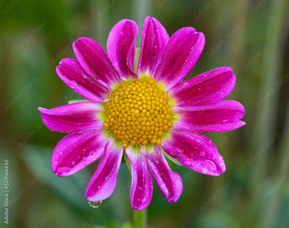 Poster beautiful close-up of a single-flowered dahlia