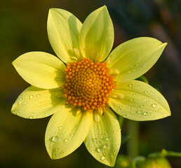 Beautiful close-up of a dahlia